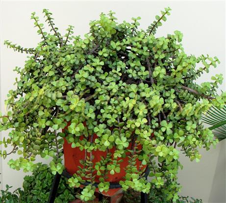  Plant